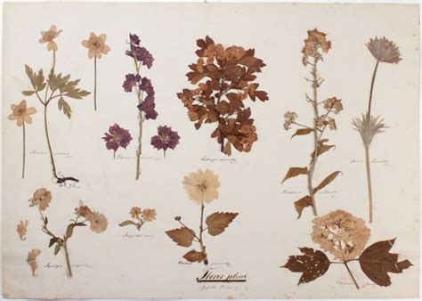 Collection „Herbarium Morphologicum