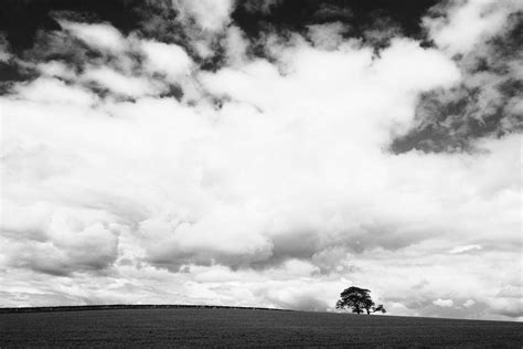 Sky Grayscale Photo Of A Tree Clouds Image Free Photo