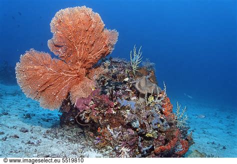Large Coral Block With Different Corals And Sponges Large Coral Block