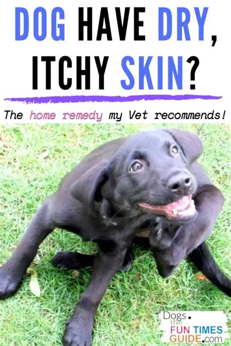 The Best Dog Dry Skin Home Remedy A Vet Approved Home Remedy To Treat