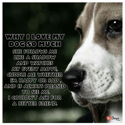 Thats Why I Love My Dog Dog Quotes Animal Quotes I Love Dogs