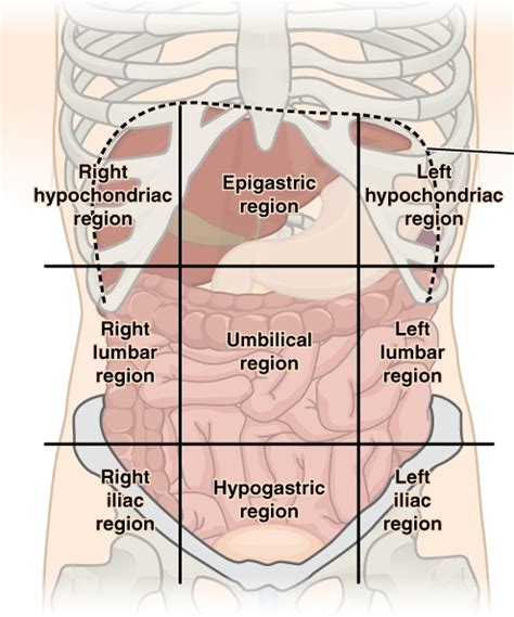 Organs that can be found in the different quadrants and regions of the body. ECR 2014 / C-1268 / To determine accuracy and assessment of disease burden on pre-operative ...