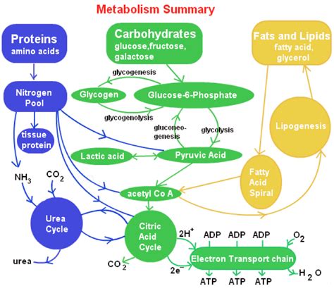 The Science Behind Fat Metabolism Ketoschool