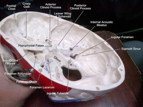 Anatomy Made Easy Base Of The Skull