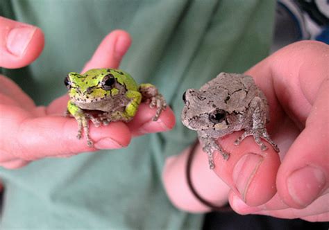 Frogs That Carry Their Babies On Their Backs