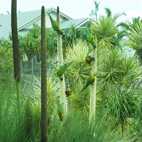 The arbor day foundation is a 501(c)(3) nonprofit conservation and education organization. Xanthorrhoea (xanthorrhoea): Xanthorrhoea (/zænθoʊˈriːə ...