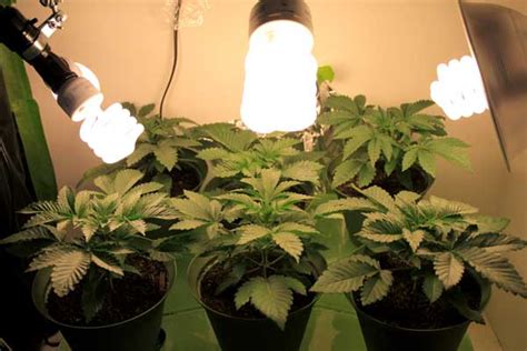 Check spelling or type a new query. Why are my cannabis seedlings so tall? | Grow Weed Easy