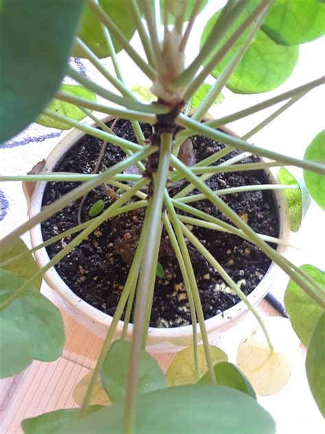 Mold thrives in moist conditions, so too much water will help mold spores to. indoors - Green moss/fungus on the soil of my Pilea plant ...