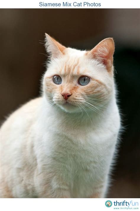 This Is A Guide About Siamese Mix Cat Photos Siamese Mix Cats Are