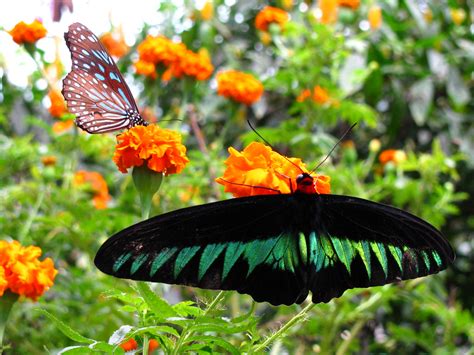 The cameron highlands is one of malaysia's most extensive hill stations. Diversity | at Butterfly Garden, Cameron Highlands ...