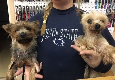 Hart Animal Rescue Saves Four Dogs From Puppy Mill Operation