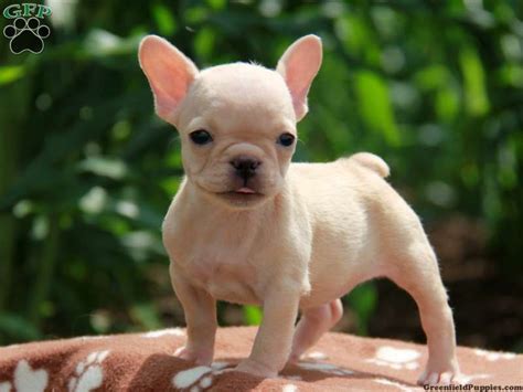 Kiwi Is An Adorable Mini French Bulldog Bulldog Puppies For Sale