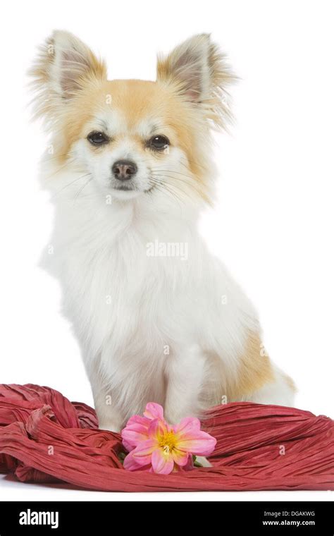 Long Haired Chihuahua Stock Photo Alamy