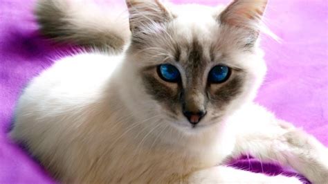 Birman Cat With Blue Eyes Hd Wallpaper Wallpaperfx