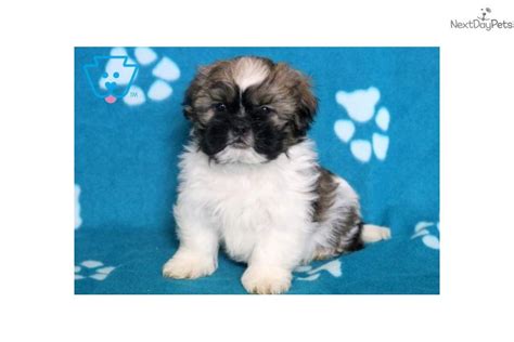 Petey Shih Tzu Puppy For Sale Near Lancaster Pennsylvania 071ff197