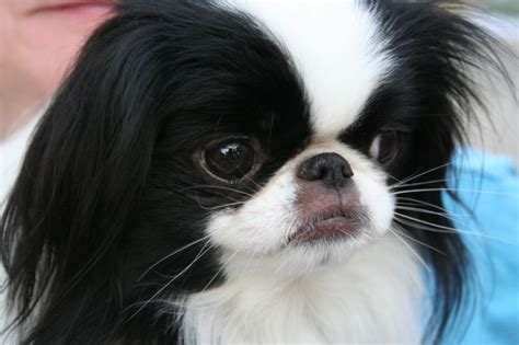 Japanese Dog Breeds Small Dog Breeders Guide