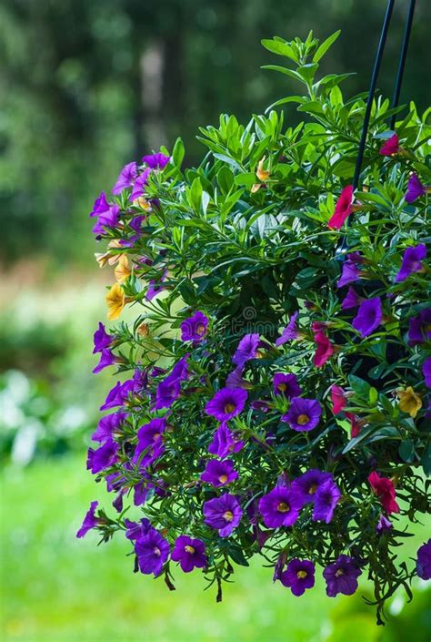 Purple Flowers In Bloom Stock Photo Image Of Plants 37625876