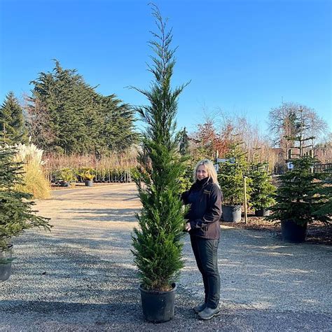 Buy Cupressocyparis Leylandii Leyland Cypress Tree 25 3m Tall