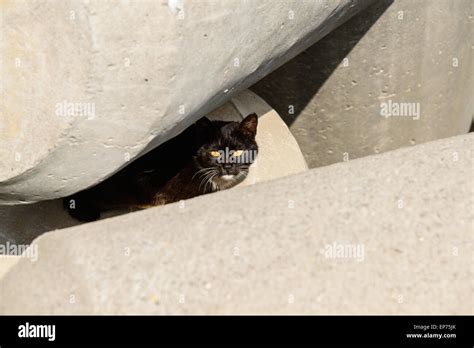 Black Cat Look At Camera In A Gap Between Tetrapods Stock Photo Alamy