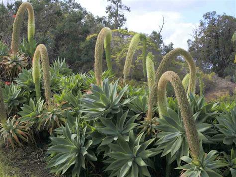 Some flowering plants are monocarpic which means they will flower once and then die. Do Agaves Die After Blooming? | World of Succulents