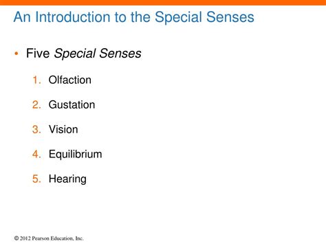 Ppt 17 The Special Senses Powerpoint Presentation Free Download Id