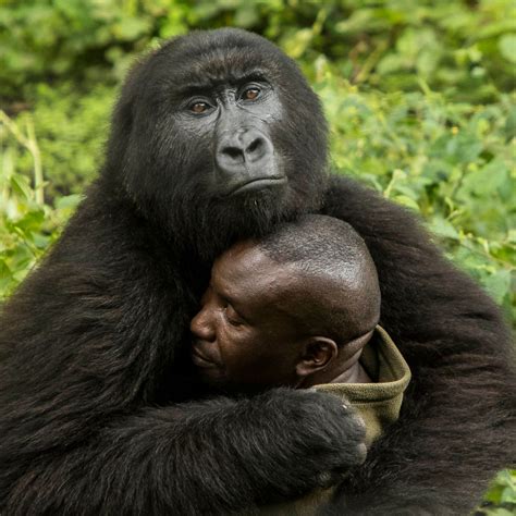 Orphaned Gorilla Spends Her Final Moments Hugging The Man Who Saved Her