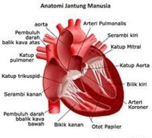 Fungsi Dan Cara Kerja Jantung Manusia Fungsi Dan Info