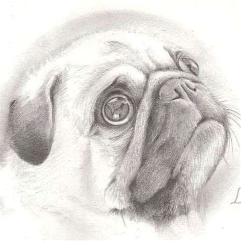 My Drawing Of A Pug Dog Drawing Pug Art Cute Pugs