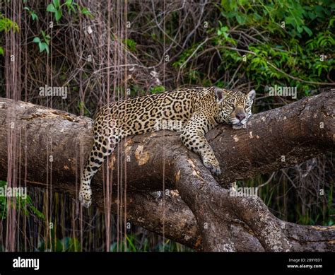 Jaguar Lies On A Picturesque Tree In The Middle Of The Jungle South