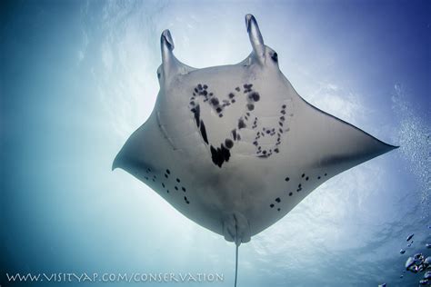 Manta Ray Conservation Manta Ray Bay Resort And Yap Divers