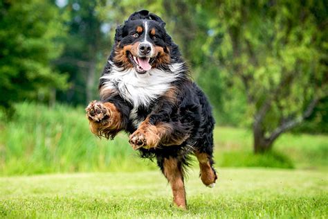 Bernese Mountain Dog Breed Information And Characteristics Daily Paws