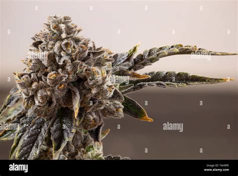 Cannabis Close Up Crystal Bud Orange Hairs Plant Trichomes Gooey Sticky