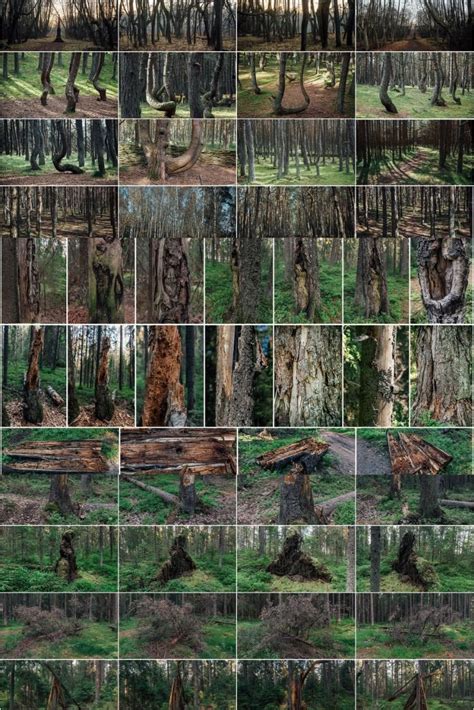 Artstation 1000 Forest Reference Pictures Resources In 2023