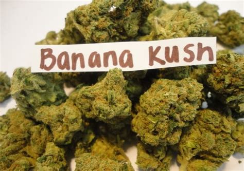 Banana Kush Strain Review Legalize It We Think So