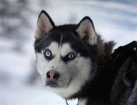 Snow Dogs Movie Dog Names Dalton Porterfield