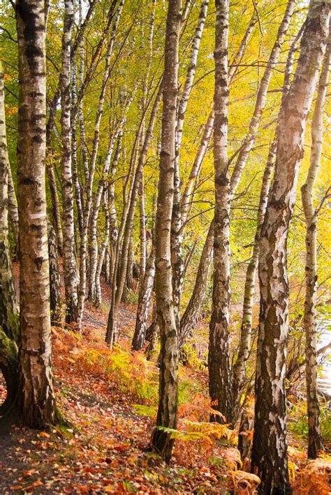 Birch Trees In Autumn Stock Image Colourbox