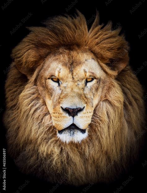 Portrait Of Huge Beautiful Male African Lion Against Black Backg Stock