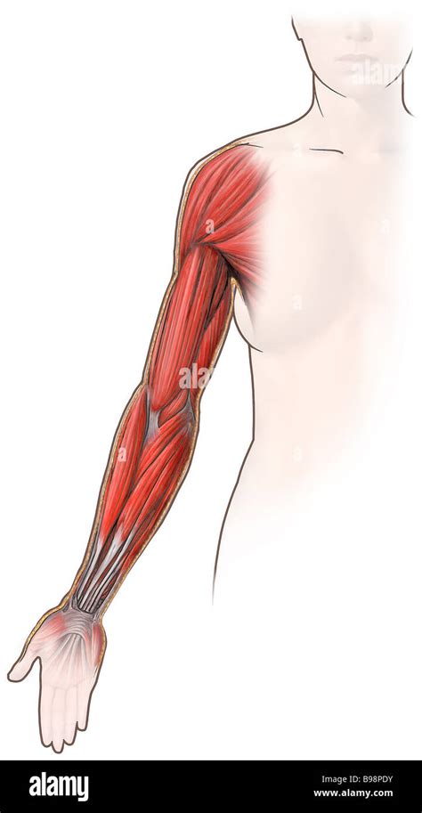 Músculos Del Miembro Superior Anatomía Fotografías E Imágenes De Alta