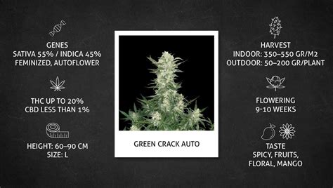 Green Crack Auto Cannabis Strain Week By Week Guide Fast Buds