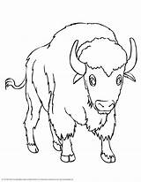 Bison Bisons sketch template