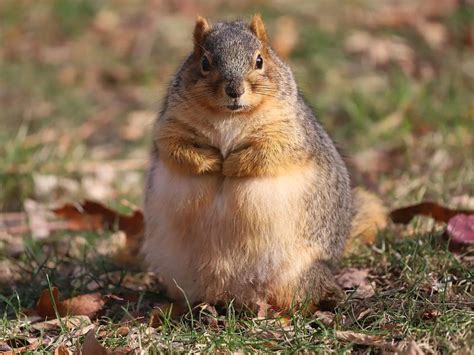 U/m is listed in the world's largest and most authoritative dictionary database of abbreviations and acronyms. Fat Squirrel on U of M Campus is Michigan's New Social ...