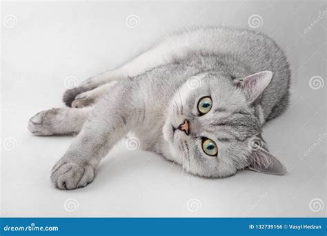 Portrait Of Light Gray British Shorthair Cat Lying On A White