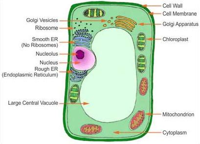 This section on microscopy is meant as an introduction as learners will need to be able to use microscopes later in this chapter, as well as if they carry on with life. Draw a well labeled diagram of a plant cell? Mention the ...
