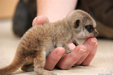 Meerkat Pups Have Been Born At Taronga Zoo And They Are