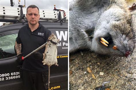Super Rat As Big As Child Caught In Grimsby United Kingdom Daily Star