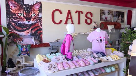 south bend welcomes new ‘kitty citty boutique