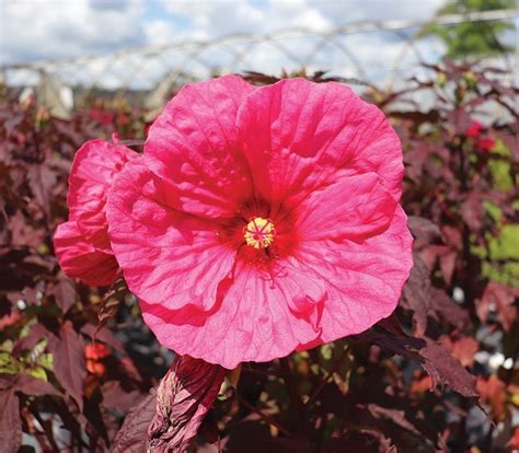 Evening Rose Hibiscus Summerific® Series Johnsons Nursery Kb