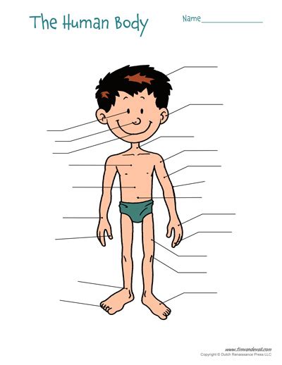 Superficial and deep anterior muscles of upper body Free Printable Human Body Diagram for Kids - Labeled and ...