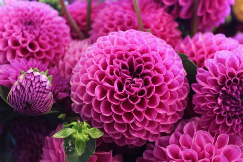 Wallpaper Id 236984 Close Up Of Pink Dahlia Flowers In Full Bloom
