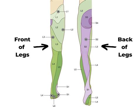 Dermatomes Of The Arms Legs Kanata Chiropractor Kanata Ontario